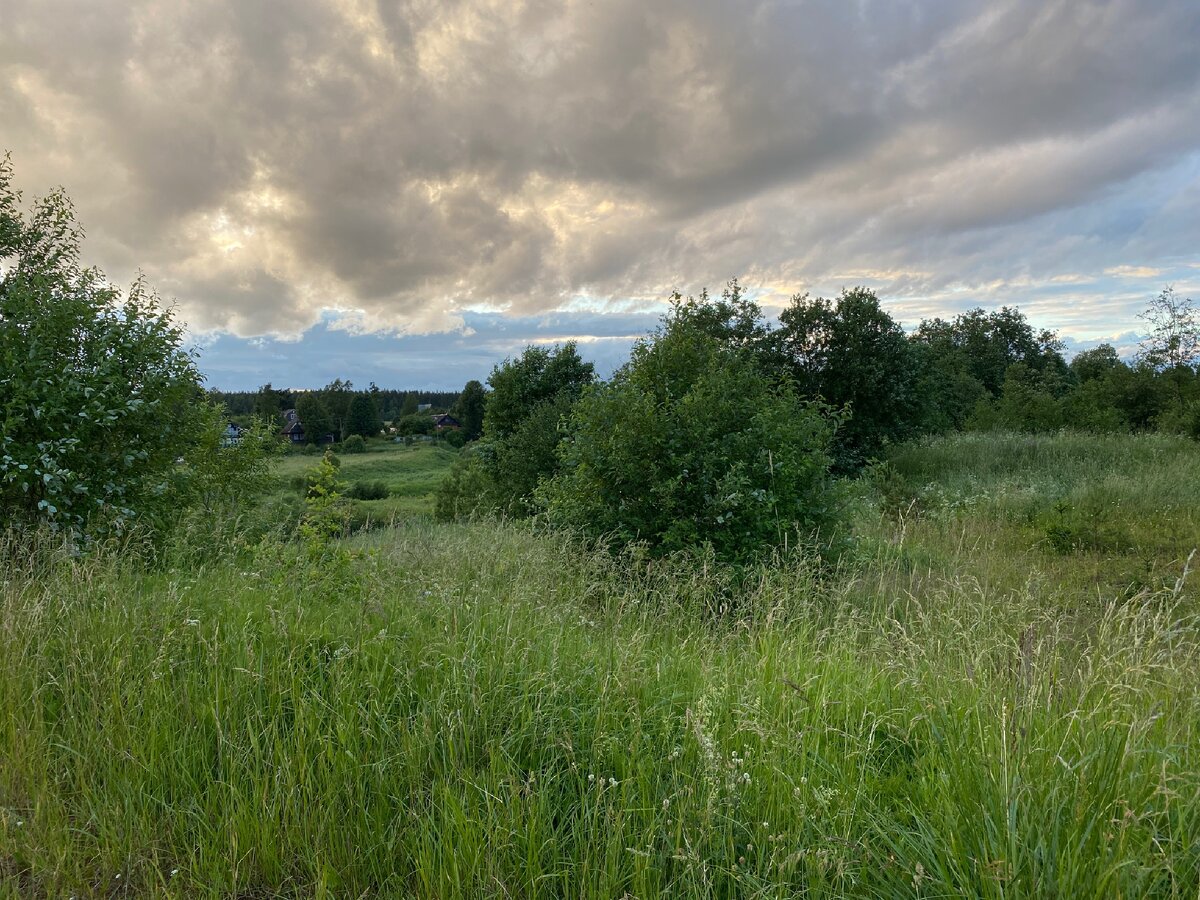 🌿 зелень 