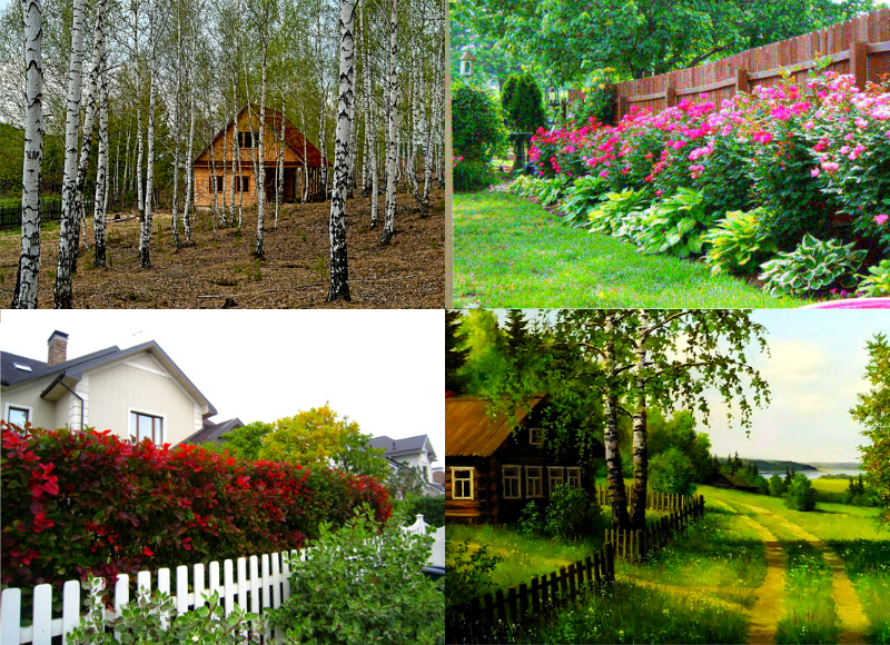 Живая изгородь и растения поглощающие воду с участка