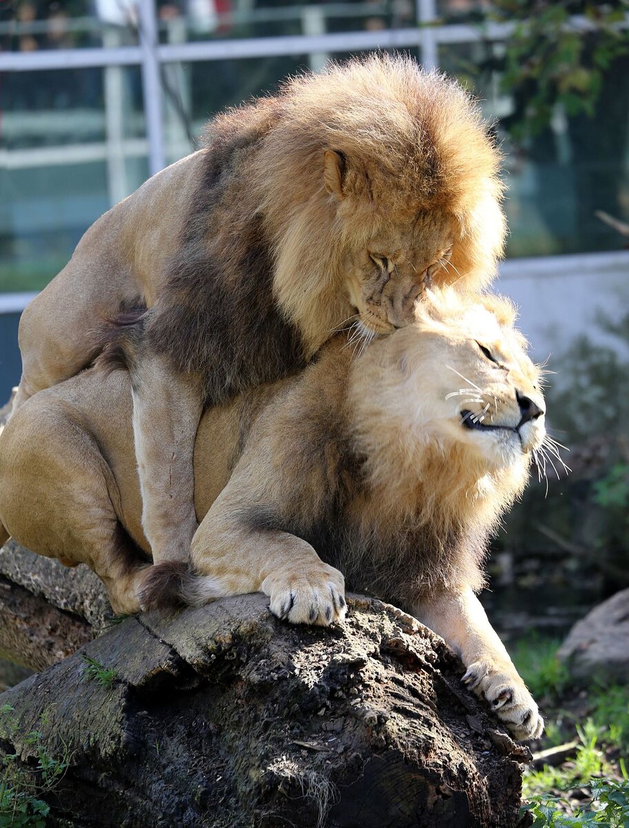 В Южной Африке дикие львы приняли в свой прайд человека. Новости. Первый канал