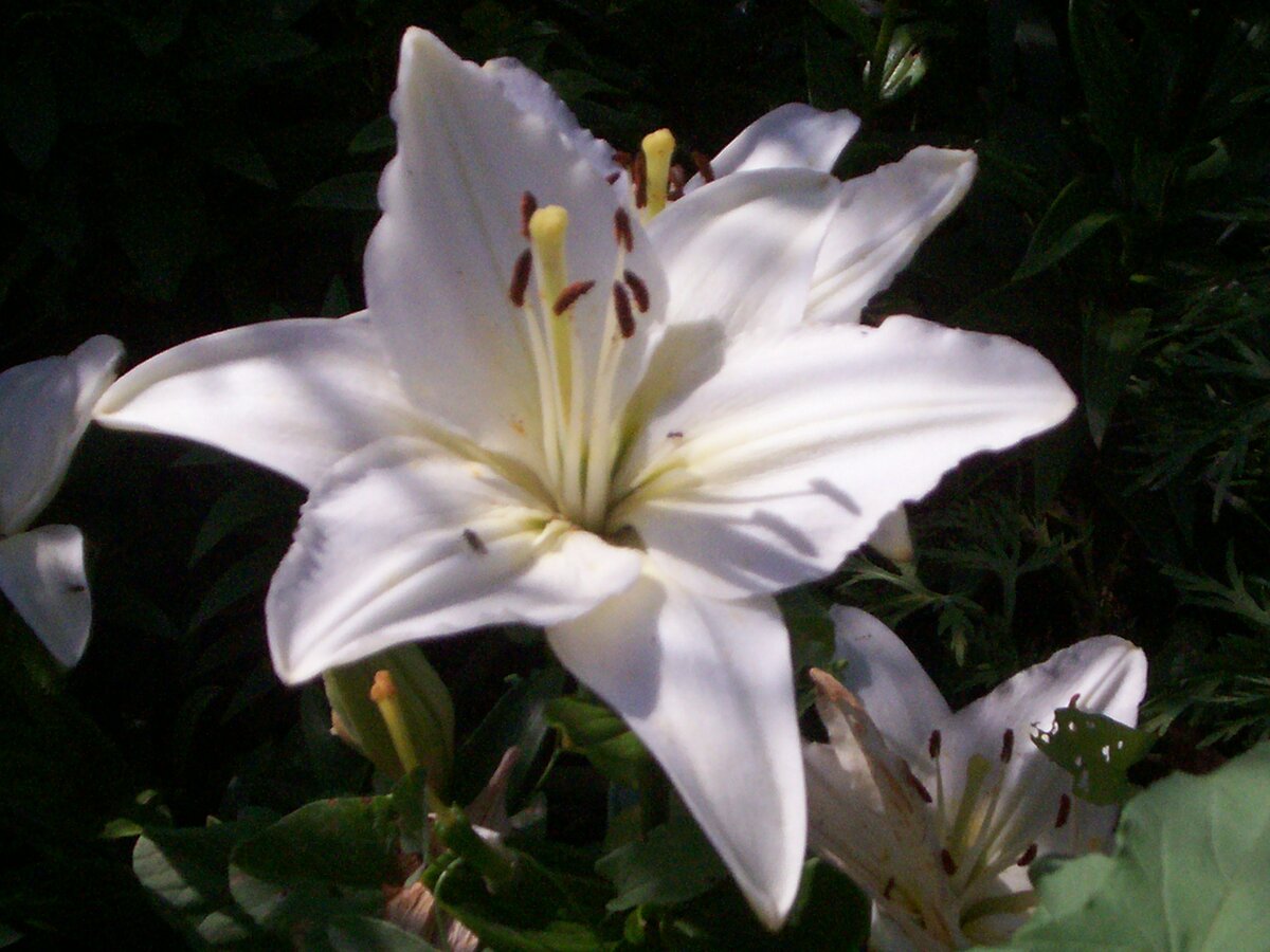 Сорта белых лилий. Лилия Долинда. Лилия белые сорта для Подмосковья. Белые трубчатые лилии.