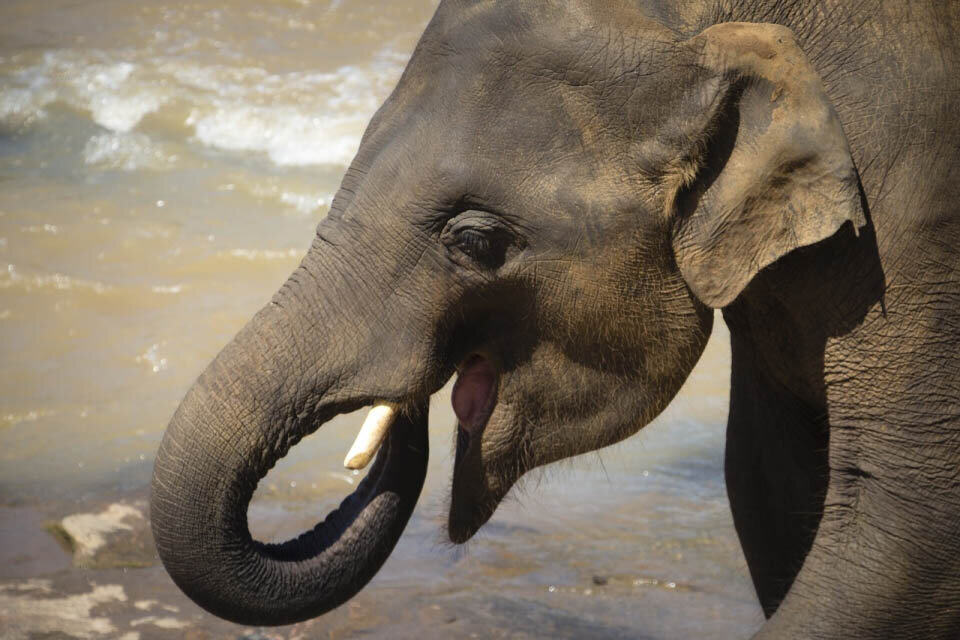 Слоны общаются жестами, движениями хобота и ушей