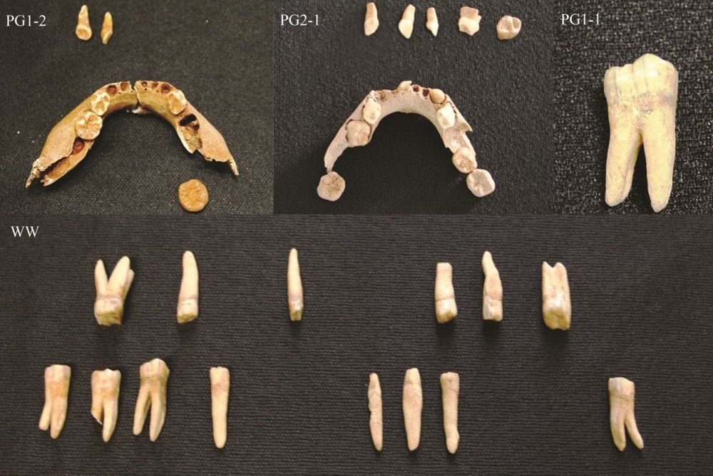 Текст:   Денис Передельский                   Фото: Jacek Tomczyk / Instytut Nauk Biologicznych Uniwersytetu Kardynala Stefana Wyszynskiego   