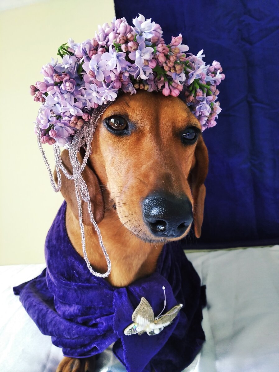 Такса Бася - начинающая звезда Инстаграмма !