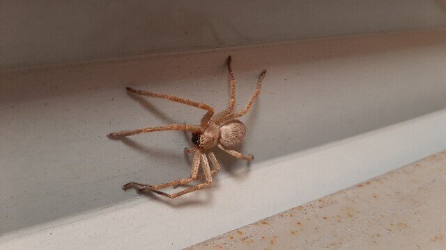 паук-охотник  Olios sericeus 