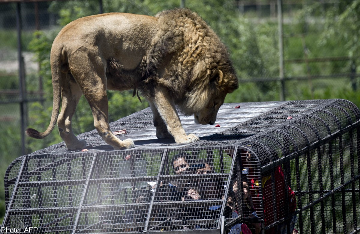 Зоопарк чунцин китай. Если бы люди и животные поменялись местами. Кот купается в аквапарке. Животные наоборот. Зоопарк наоборот.