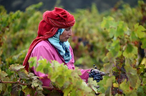 На виноградниках Туниса