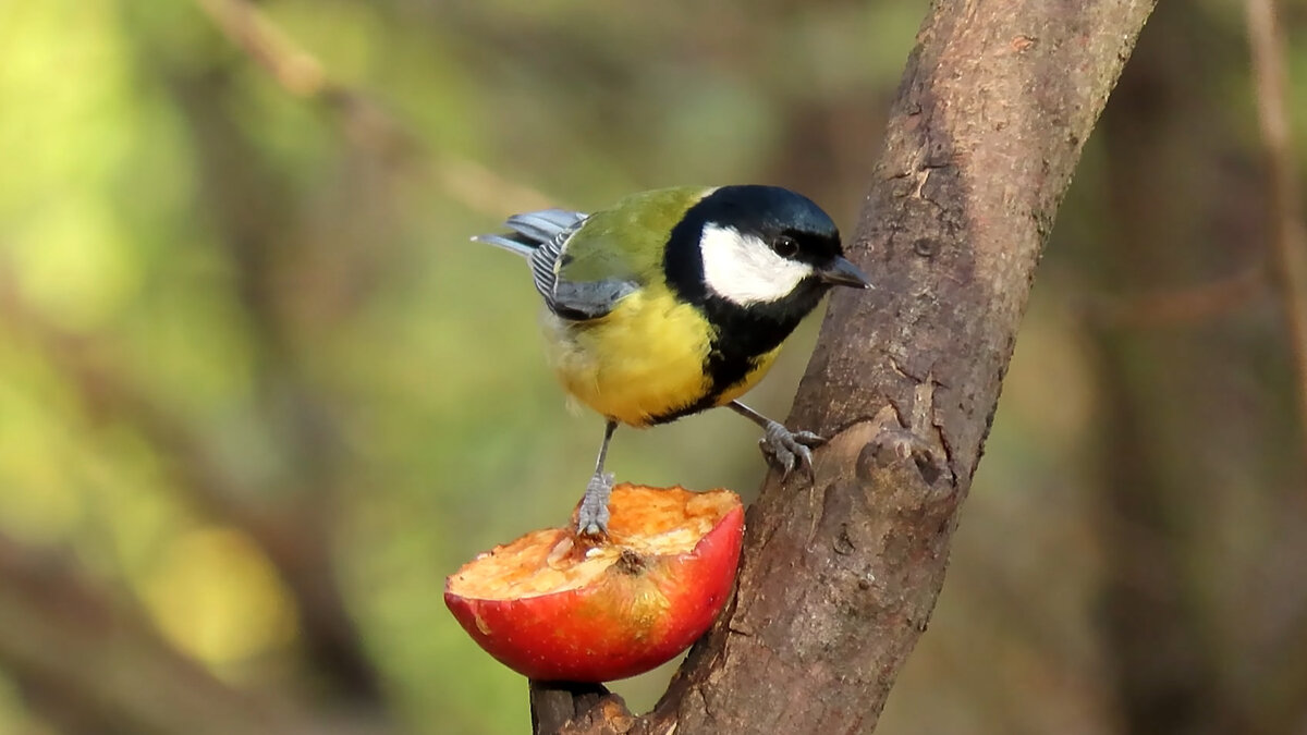 Куда делись синицы. Синица волгоградской области. Синица и синичка. Зимние птицы волгоградской области. Пение синицы.