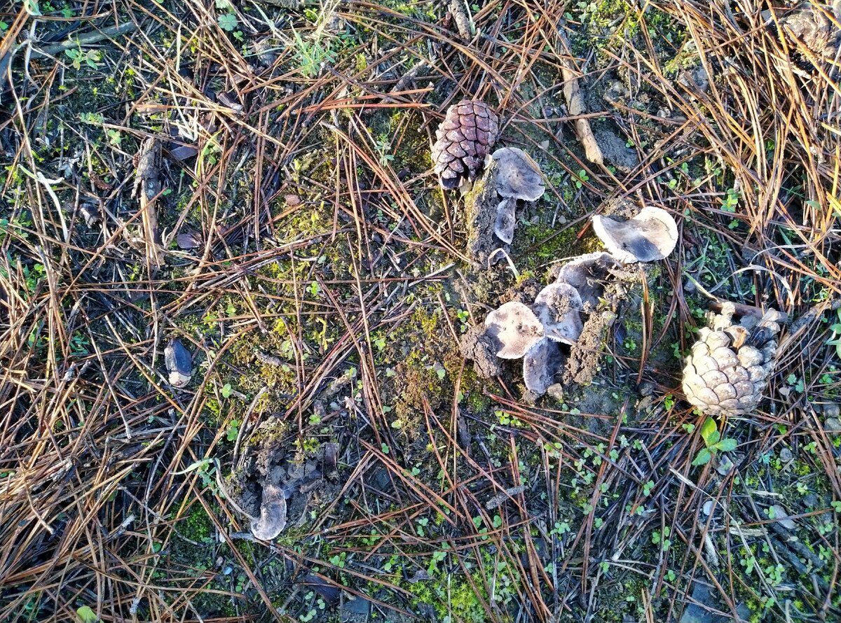 Мышата - местный деликатес