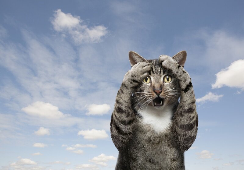 Из открытых источников сети Интернет