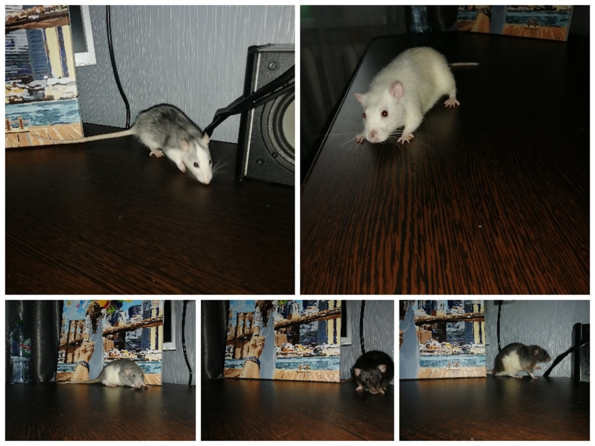 Фото моих домашних любимцев