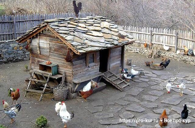 Юрист рассказал, при каких условиях на даче можно завести курятник