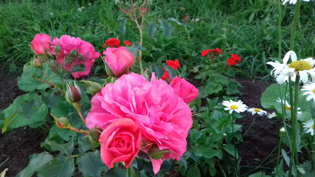 Бутоны больше не обрываю, бесполезно...