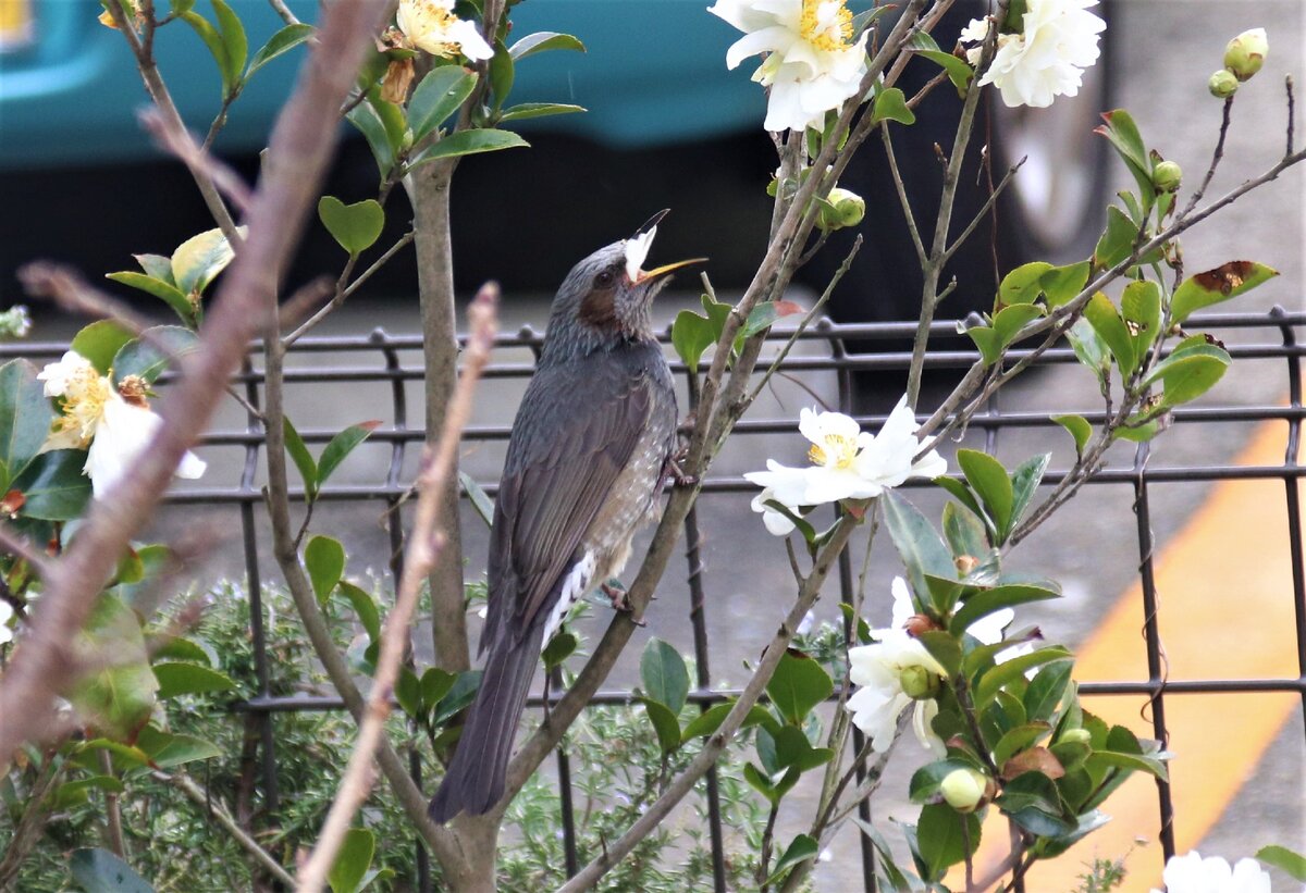 Рыжеухий бульбуль