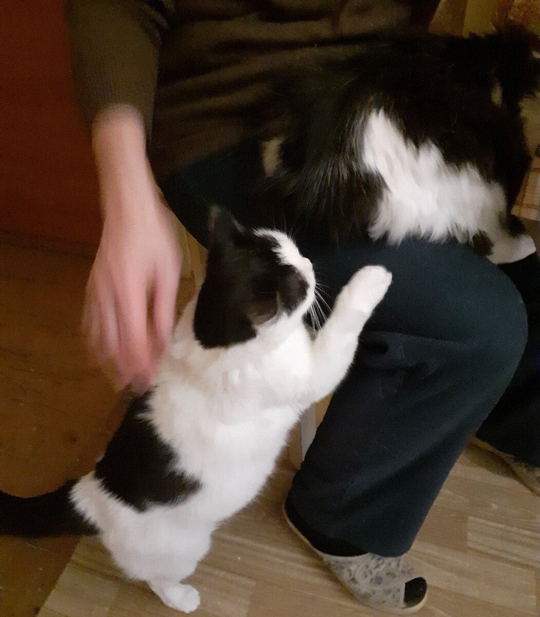 Генералиссимус Шарлотта главреду Кукерье: "Ты гостей развлекаешь, а у нас КоТституция непринятая!"