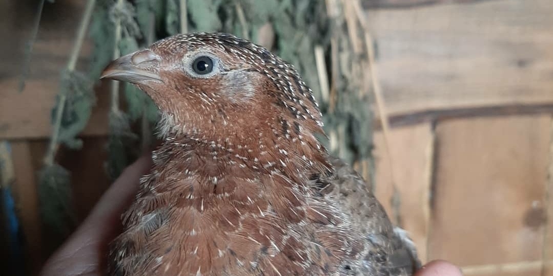 Какой характер у птицы?