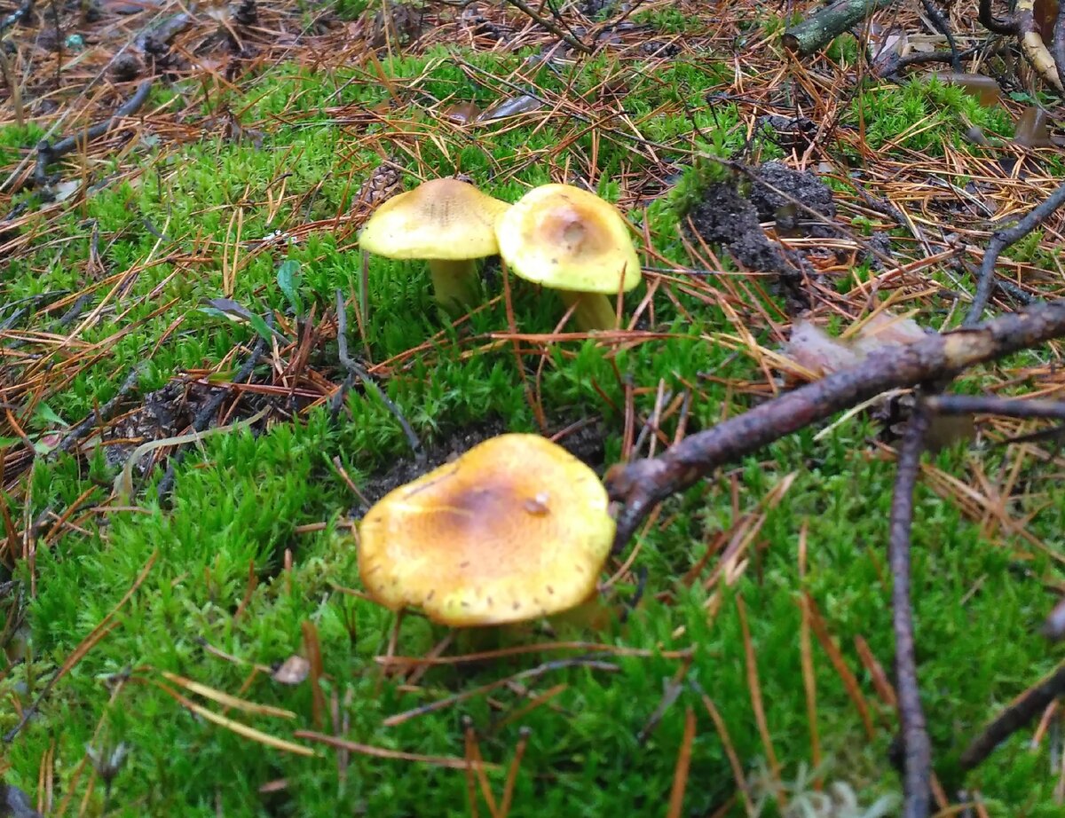 Очень вкусные грибы в мещерских лесах, но не все их знают | Прогулки по ...