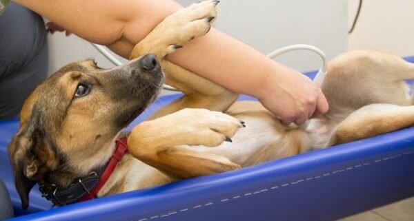 Симптомы цирроза печени у собак