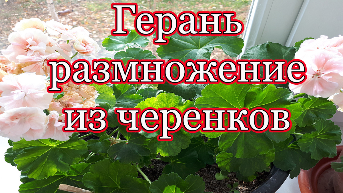 Результат укоренения ГЕРАНИ 🌺 Пеларгония из черенков размножение
