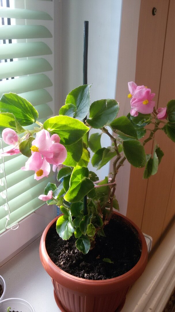 Бегония вечноцветущая.