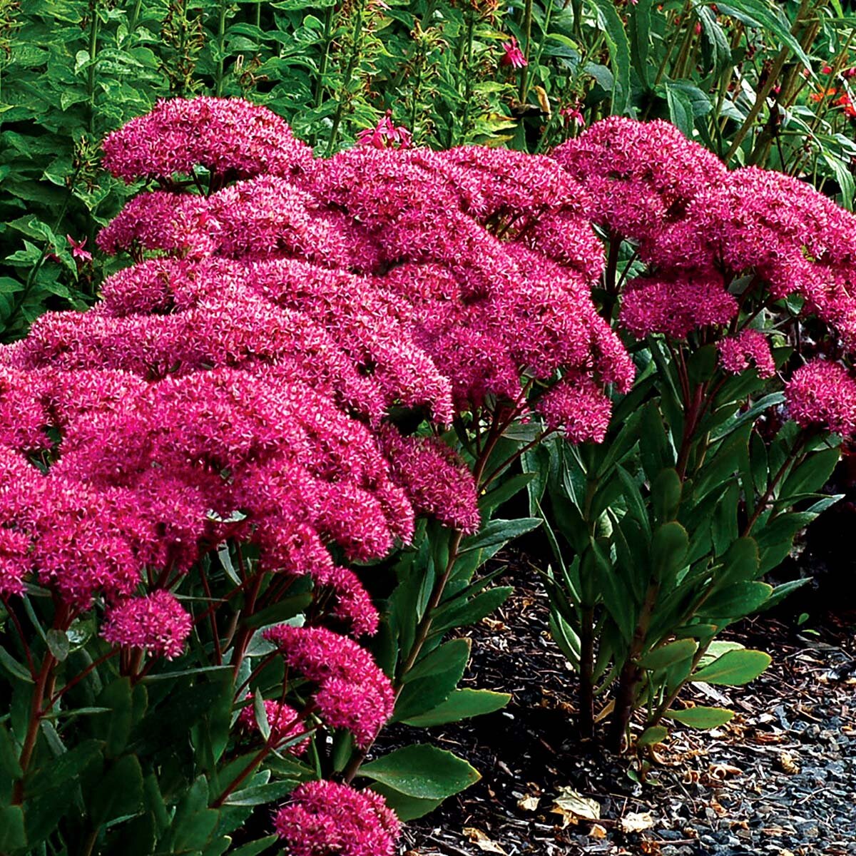 Очиток Видный (Sedum spectabile)