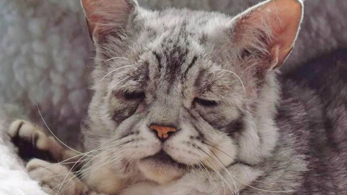 Кошка люси 43 года. Старенький кот. Дряхлая кошка. Сарай для кошек. Старый котенок.