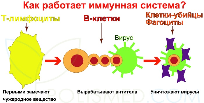 Что такое иммунная карта