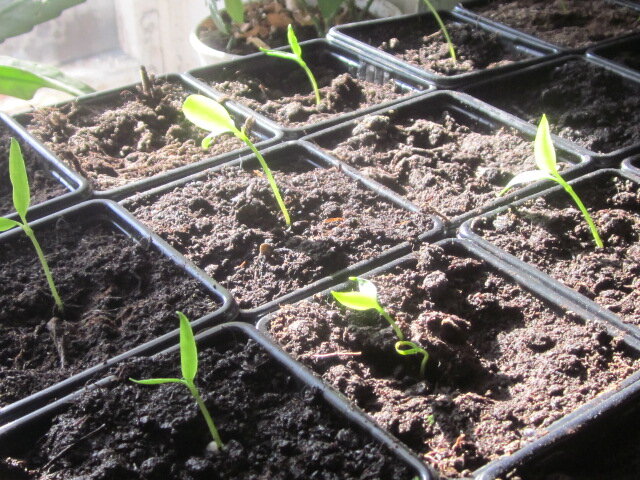 Мои перчики.