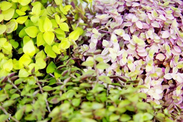 Три расцветки ползучей Каллизии. Фото и коллекция автора masteritayaplants