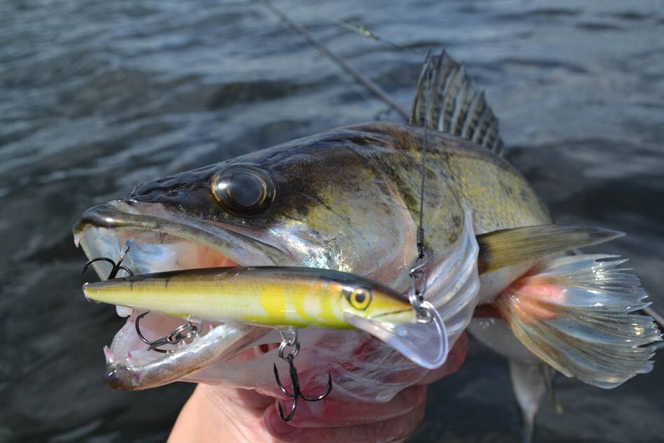 Как усидеть дома, когда с Ладоги летят вести о всплесках активности судака? Руки зудят, рыболовный энтузиазм зашкаливает. Работа, дача и прочие дела решительно отодвигаются на задний план.