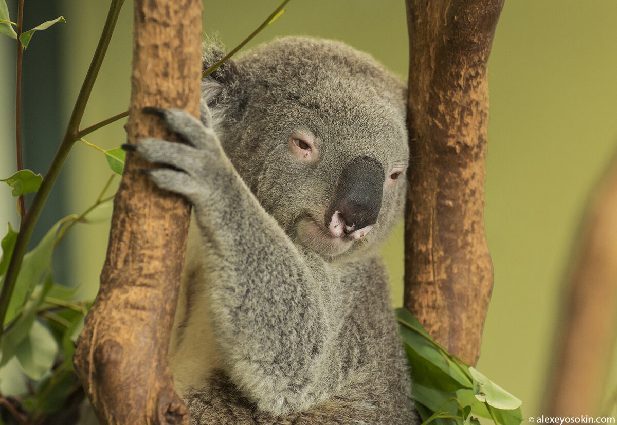 Коала. Удивительный мир Австралии. Чучело коалы. Кровожадная коала. Коала остров