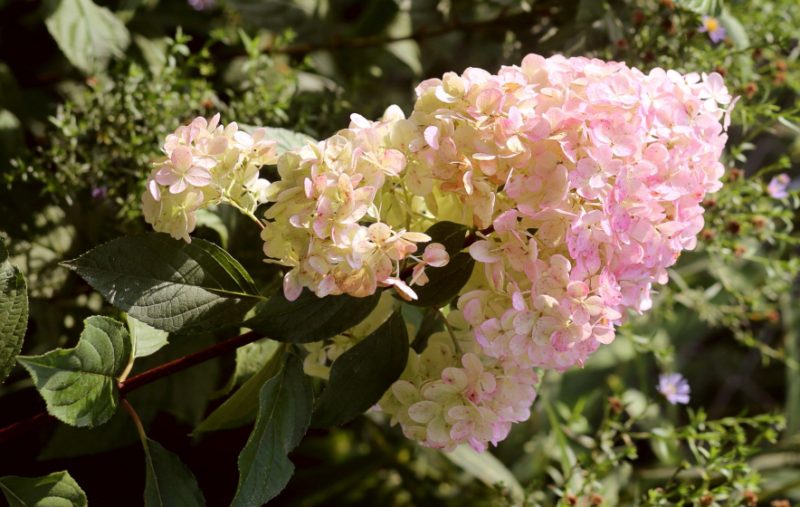 Гортензия Мэджикал Свит Саммер