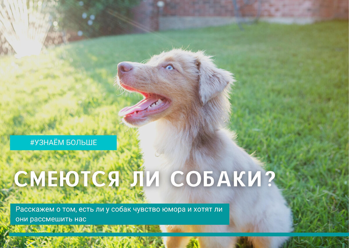 Смех, по определению, является физиологической реакцией на юмор. Собаки могут быть игривыми, но понимают ли они юмор и смеются ли над забавными вещами? Есть ли у них своя собственная версия смеха? О чем они думают, когда люди смеются?