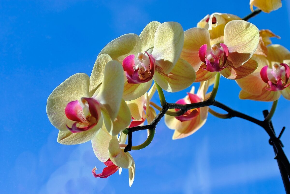 Почему сморщились листья у орхидеи и потеряли тургор?