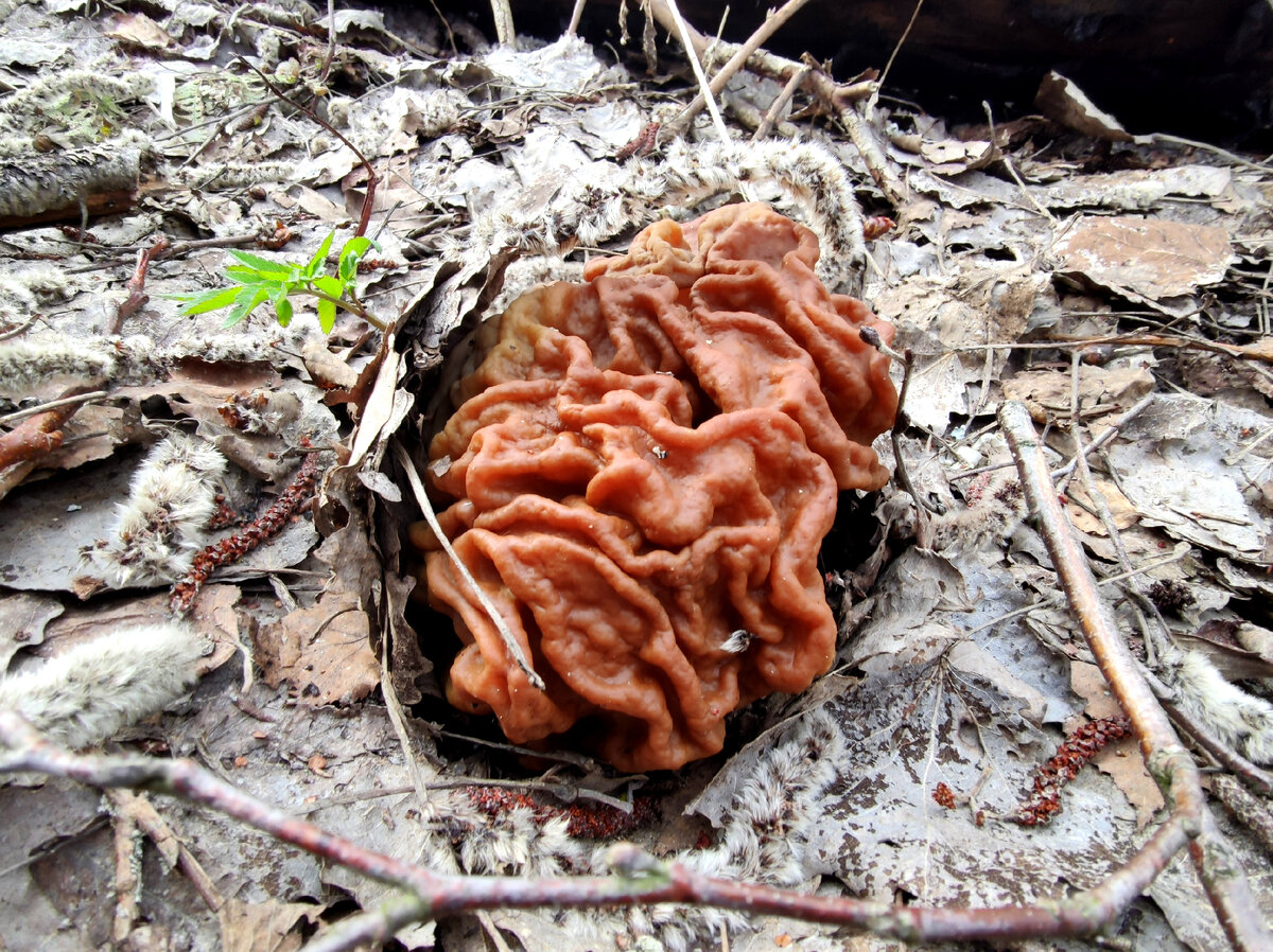 Гриб строчок