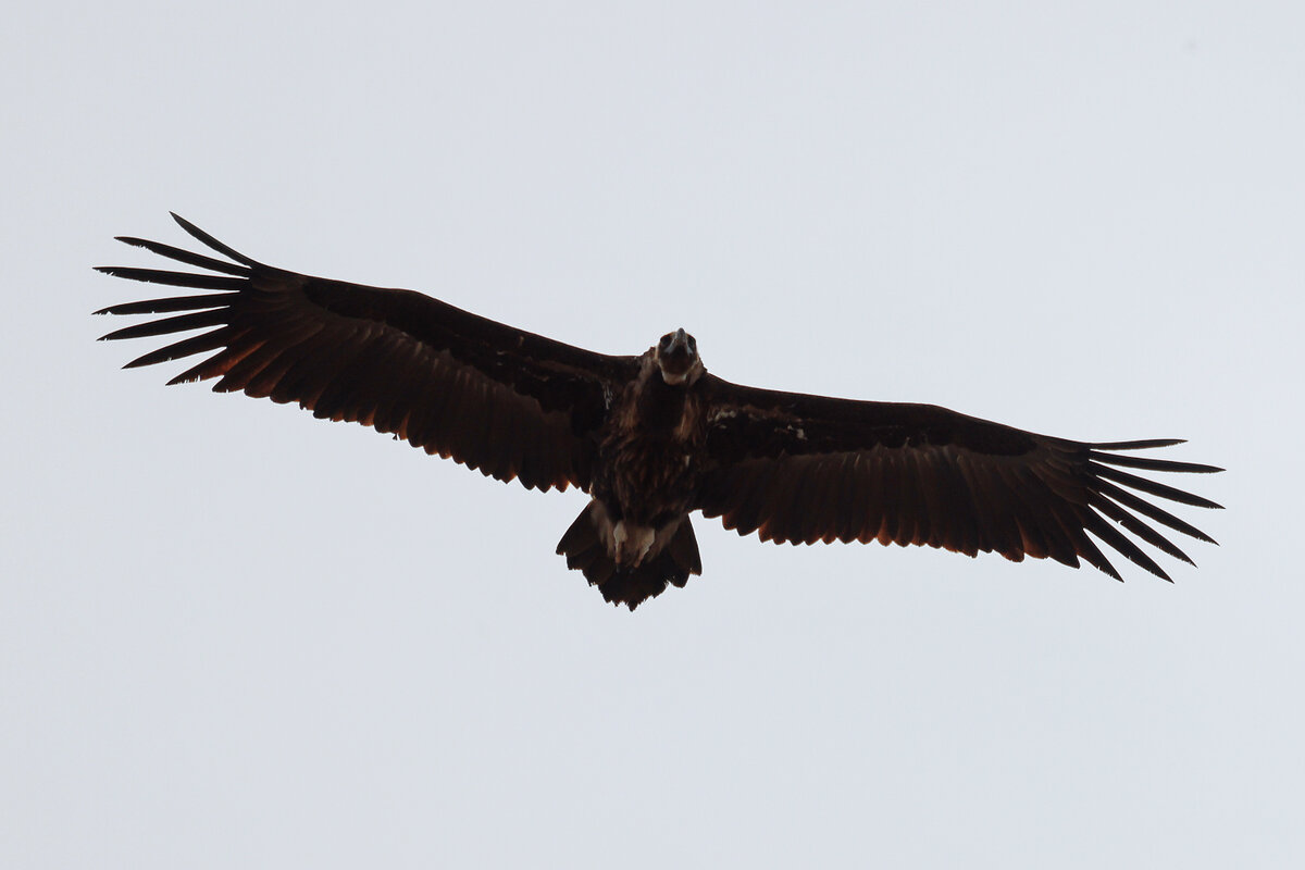 Чёрный гриф