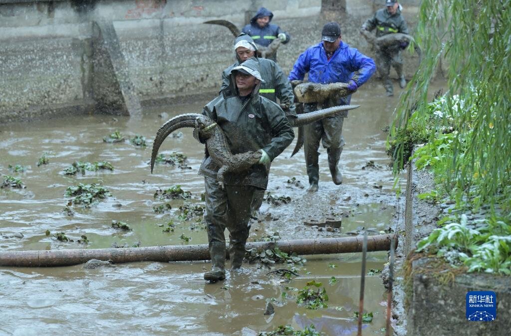 Из прудов-кормушек крокодилов переносят вручную (Фото: Синьхуа)