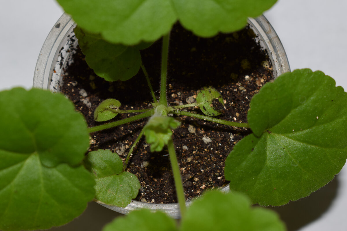 молодая пеларгония выращенная из семян(фото автора)