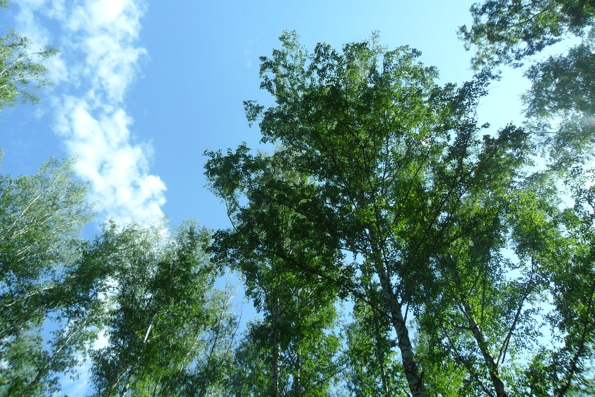 летнее фото автора 