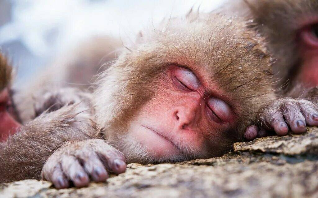 Животным тоже снятся сны.