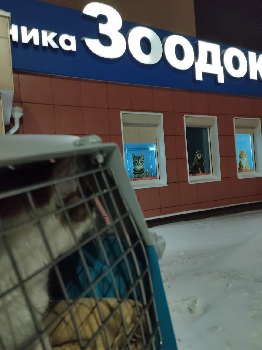 Нюша в Зоодокторе