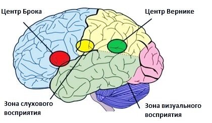 Зоны слухового и визуального восприятия. Рисунок с сайта multiurok.ru