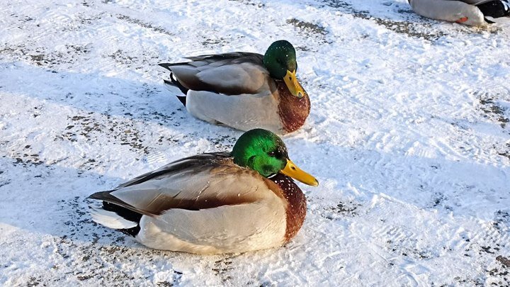 Кемеровчане пересчитают всех уточек на Искитимке. Фото: "Царьград"