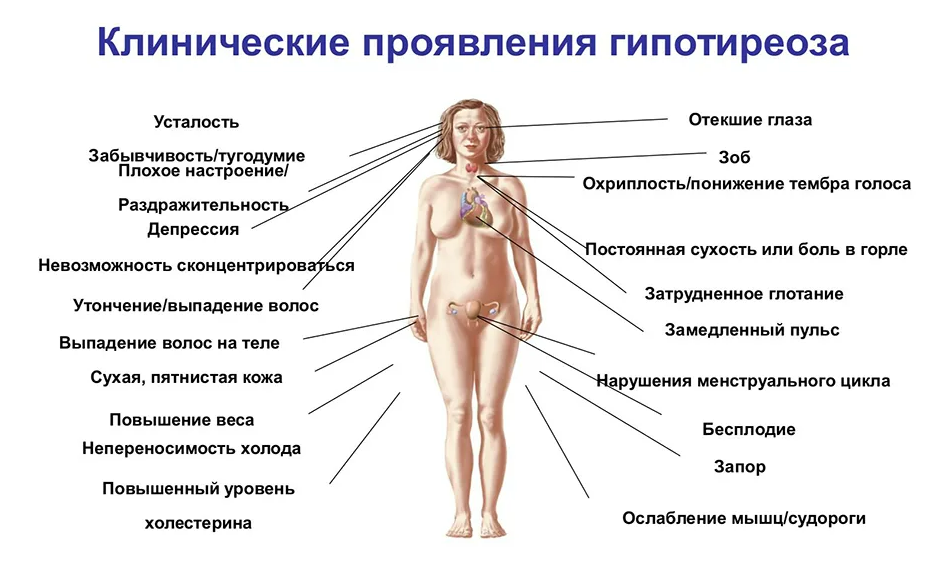 Эутиреоз