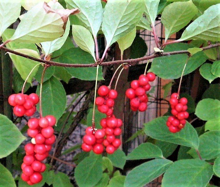 Аралия, элеутерококк, женьшень. Лимонник китайский (schisandra chinensis). ) фото. Лимонник дальневосточный. Лимонник дальневосточный куст.