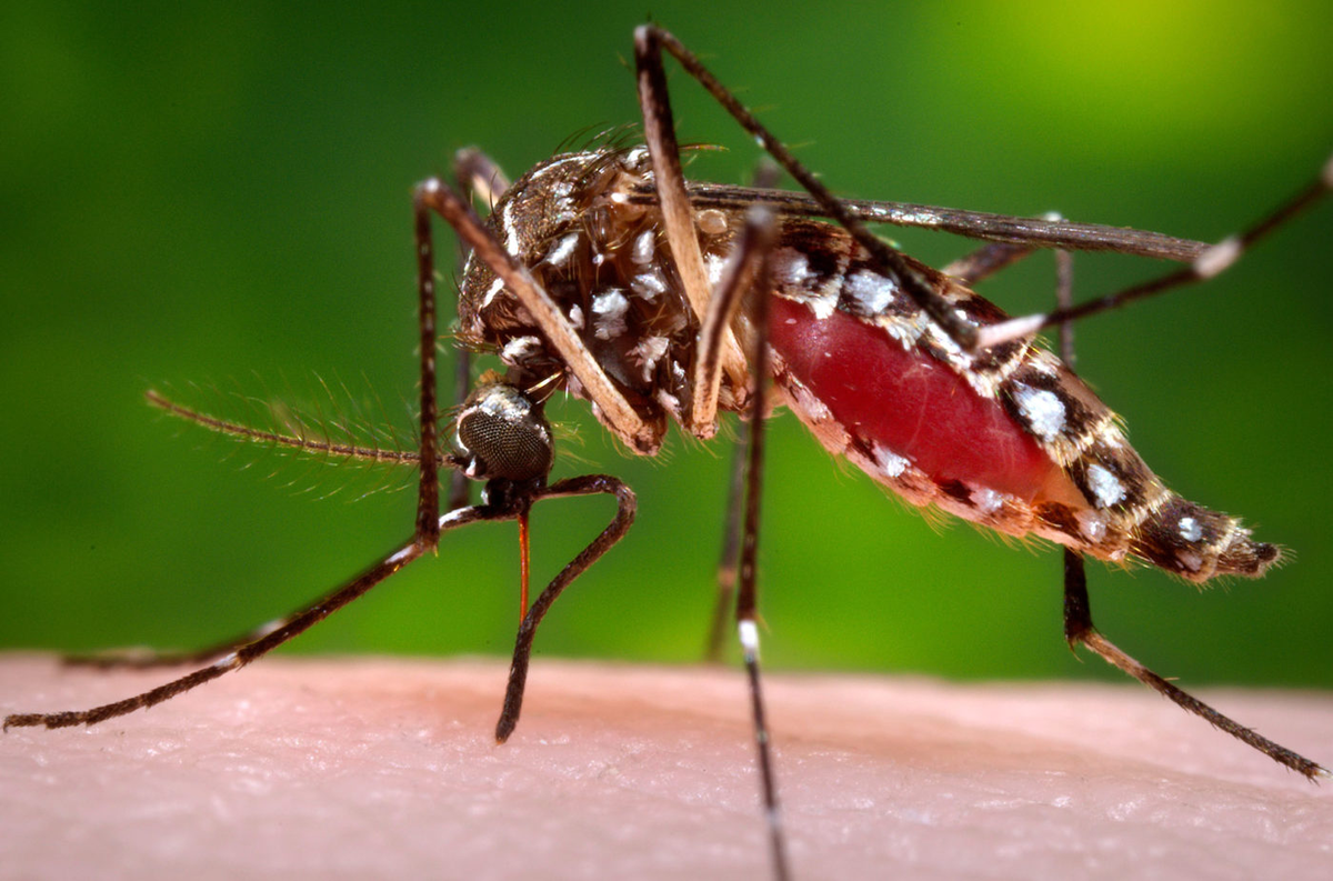 aedes aegypti