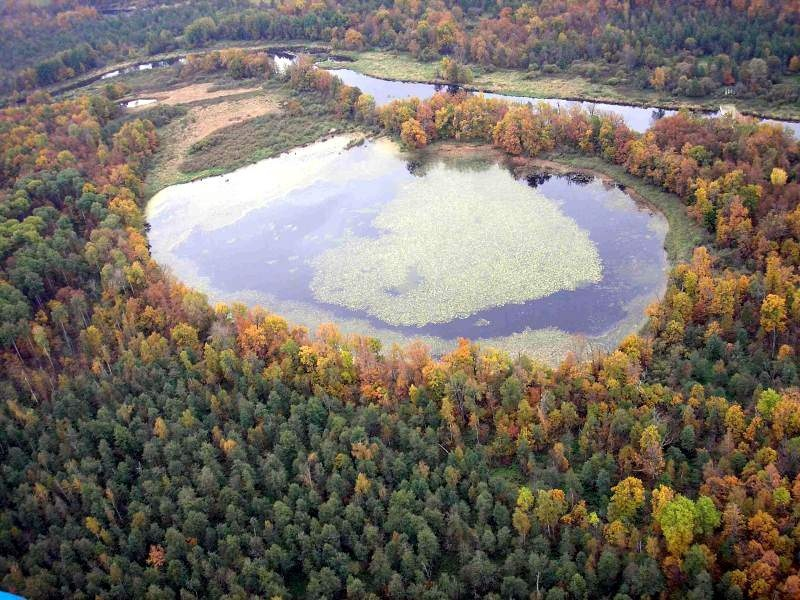 Заповедник большая Кокшага медведь