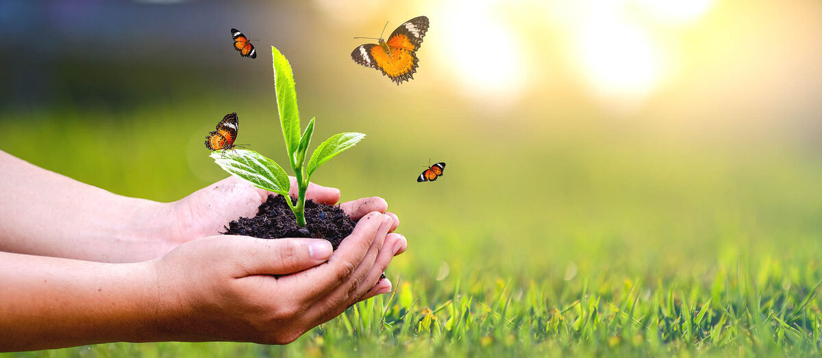 Яндекс картинки 