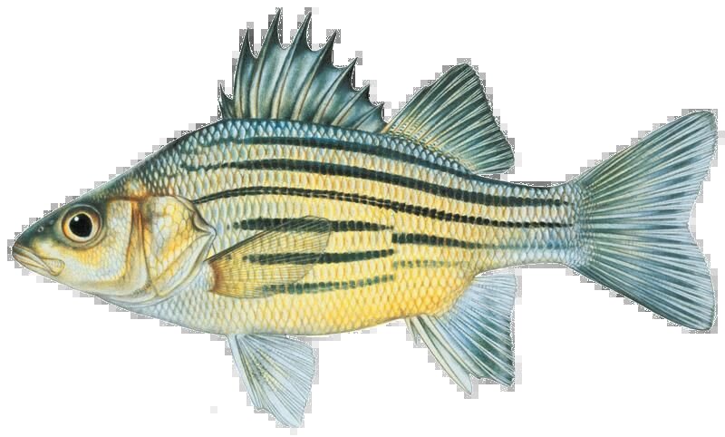 Morone mississippiensis