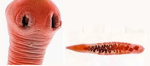 Описторх (Opisthorchis felineus)  – печеночный сосальщик.  Мелкий плоский червь ланцетовидной формы длиной до 20 мм и шириной до 4 мм. 
Тело покрыто кожно-мускульным мешком, полости нет. 
На фото отчетливо видны ротовые присоски.
