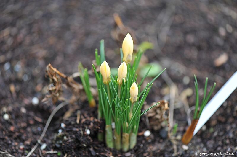 Безымянный крокус
